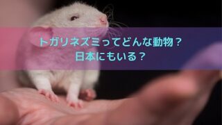 狼牙ヘ二パウイルスを持つトガリネズミはどんな動物？日本にいる？